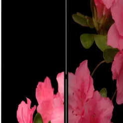 Fotodruck Paravent Marlyna